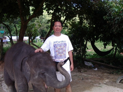 Baby Elephant