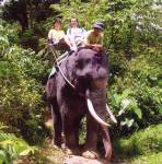 Highlight for Album: Bukit Safari