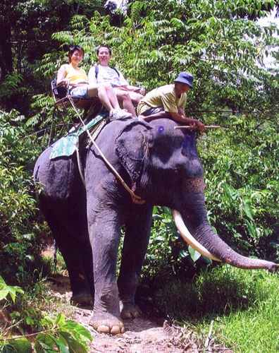 amazing bukit safari 2