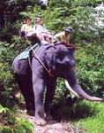 amazing bukit safari 2