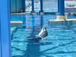 Nosy dolphin checking us out