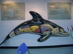 Dolphin anatomy
