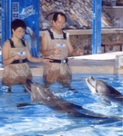 teaching dolphins sing