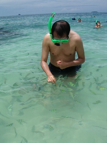 Fish feeding